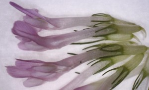 individual clover flowers under magnification